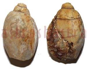 heera shankh